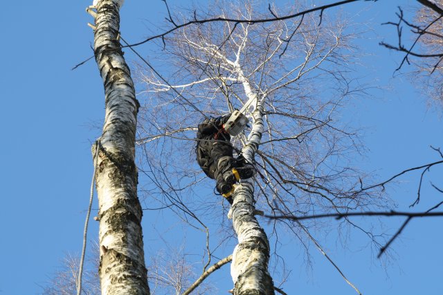 Опиливание деревьев Калуга-Альппром